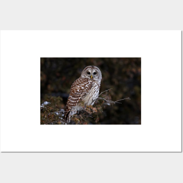 Barred Owl - Kanata Wall Art by Jim Cumming